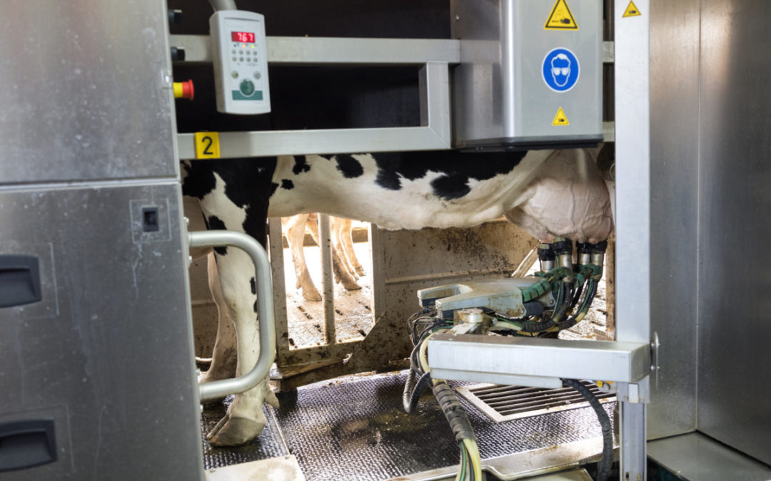 Edelstahlbänder für eine Robotik-Anwendung in einem automatisierten Milchbetrieb